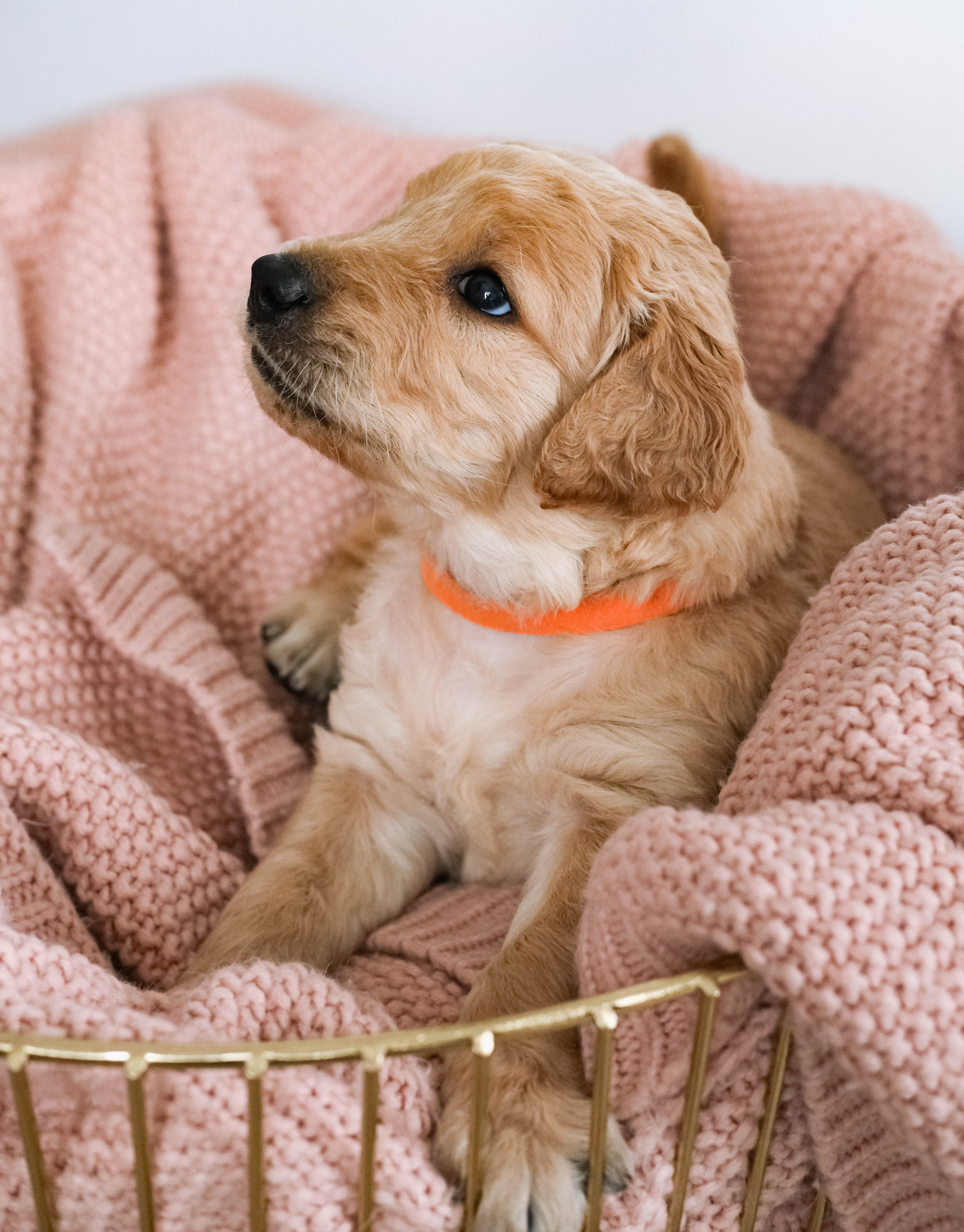 Puppy Rufus